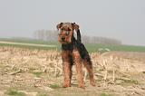 WELSH TERRIER 068